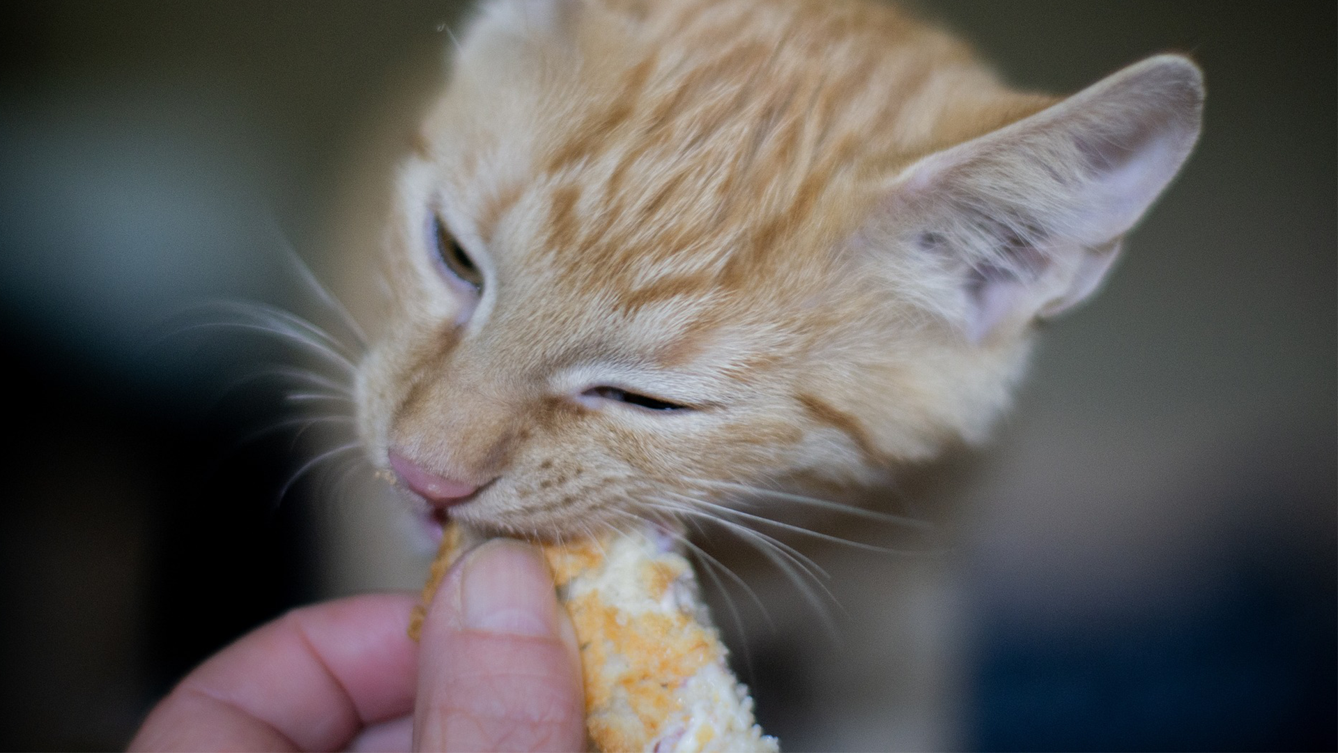 best inexpensive kitten food