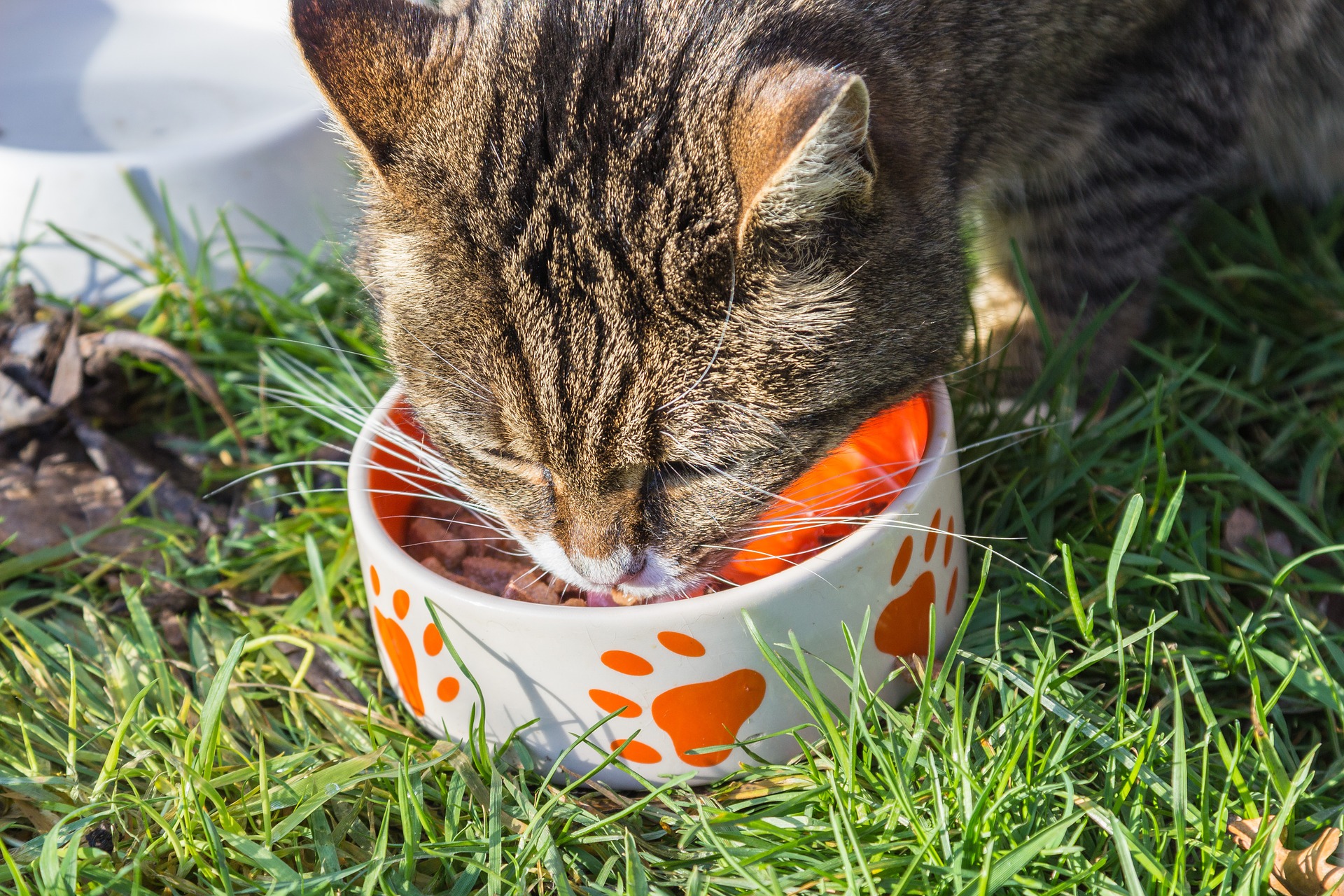 Best Dry Cat Foods Reviews Buying Guide Catnipsum